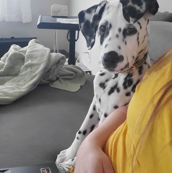 Meet Max! - Picture 4 of 14